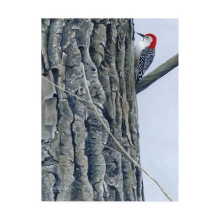 Fred Szatkowski 'Red Bellied Woodpecker Ii' Canvas Art,24x32
